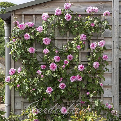 Climbing Rose Seeds