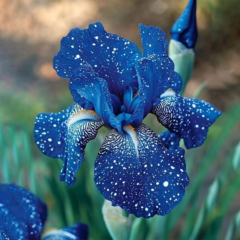 ⚜️ Rare Tall Bearded Iris – Premium Garden Rhizomes
