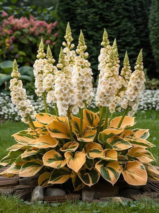 🔥Premium Rare Hosta Seeds🌿Turn Your Garden Into a Designer Landscape
