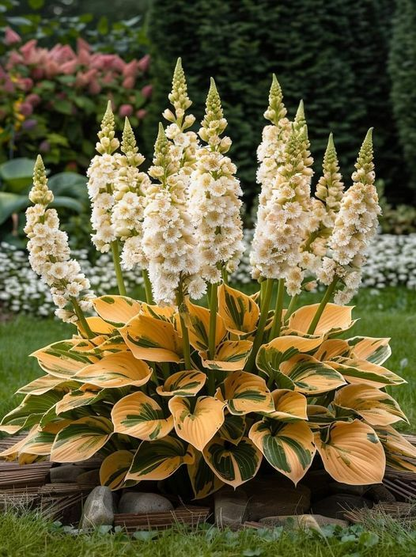 🔥Premium Rare Hosta Seeds🌿Turn Your Garden Into a Designer Landscape