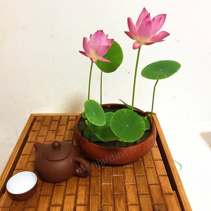 🌺The sacred lotus flower in bonsai🌺