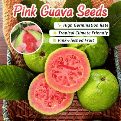 Grow Your Own Sweet Red Guava at Home 🍓🌱 High-Yield Exotic Fruit Seeds – Easy, Fast & Delicious