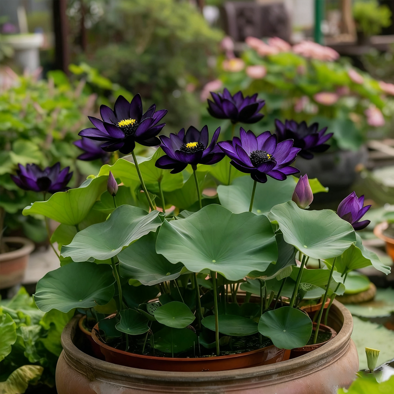 💜🪷Midnight Purple Lotus Seeds🌿Simple, Beautiful & Unique!
