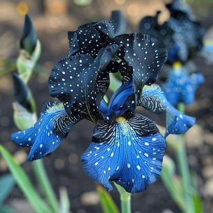 ⚜️ Rare Tall Bearded Iris – Premium Garden Rhizomes