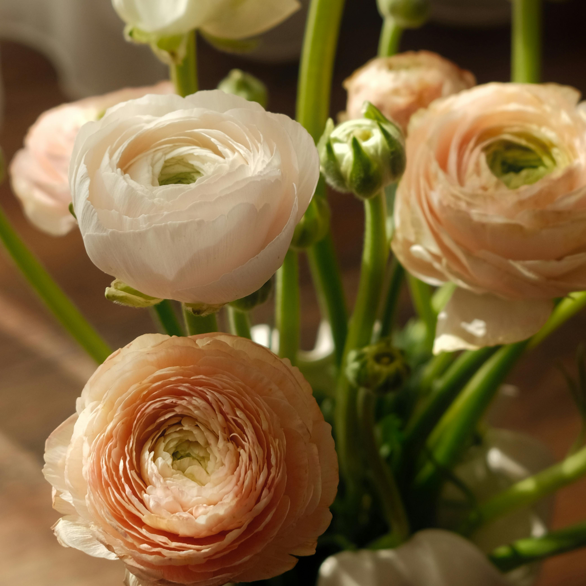 🌸Ranunculus Seeds – 💜Grow Elegant, Rose-Like Blooms in Your Own Garden