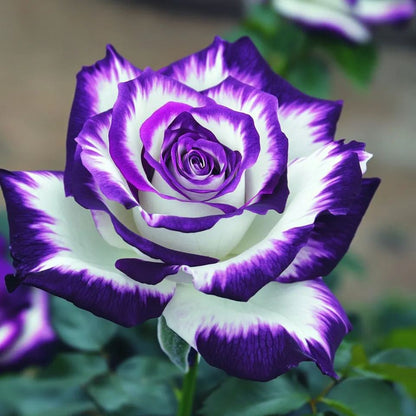 ☁ 🌙Not Your Ordinary Rose—Meet Blue Moon