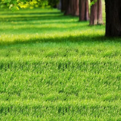 🌱 Four Seasons Evergreen Dwarf Grass Seed | Creating the ideal lawn starts at this moment!