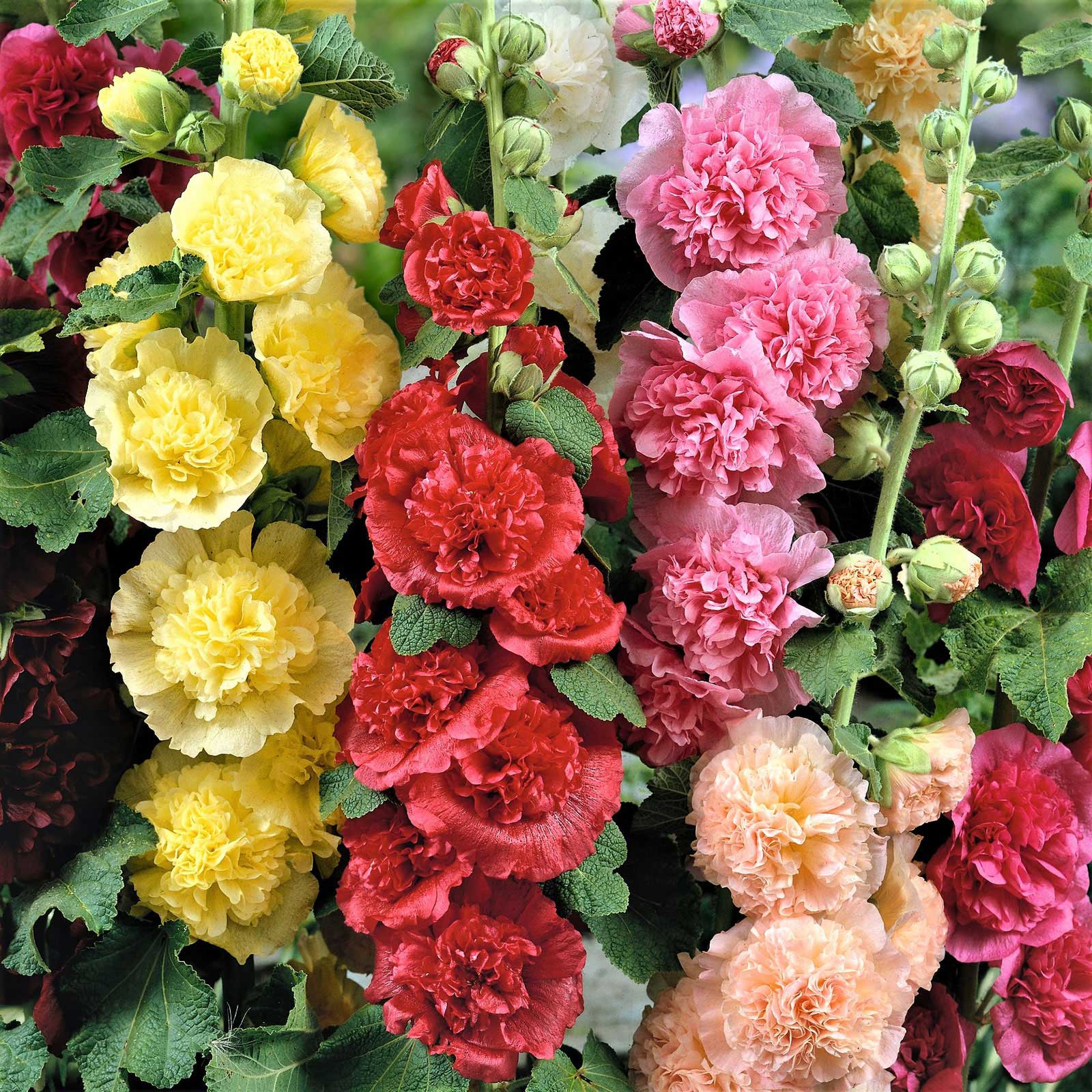 🌈 Premium Double Hollyhock🌸Plant Once, Bloom for Years