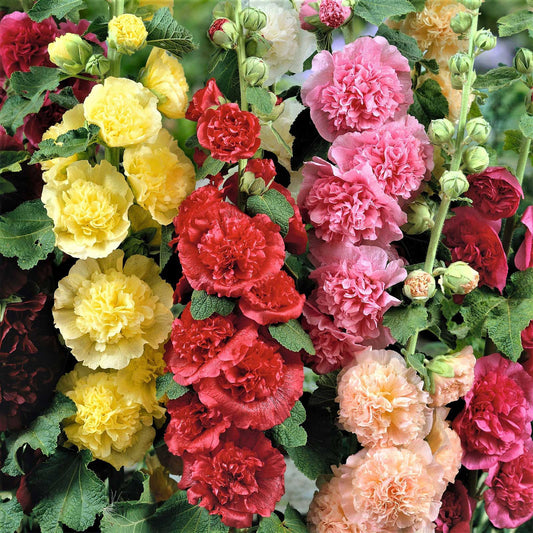 🌈 Premium Double Hollyhock🌸Plant Once, Bloom for Years
