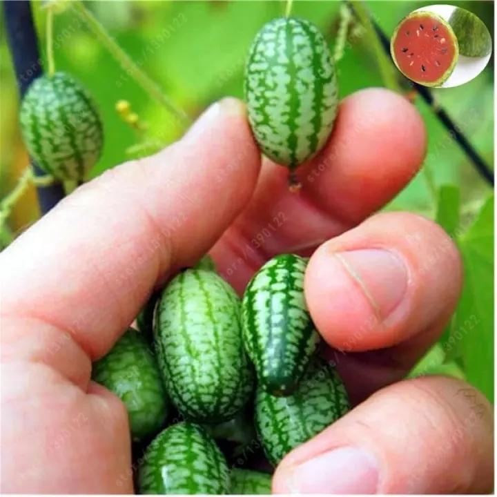 🍉RARE SEEDS THUMB WATERMELON SEEDS