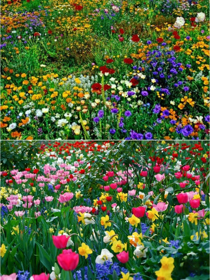 🔥Last day clearance💝Premium Cold-Hardy Mixed Perennial Seeds - Selected 40+ Fall Planting Mix
