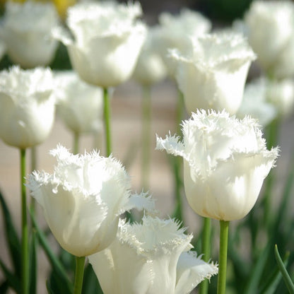 💥Spring NEW🌷Tulips "first love"seeds