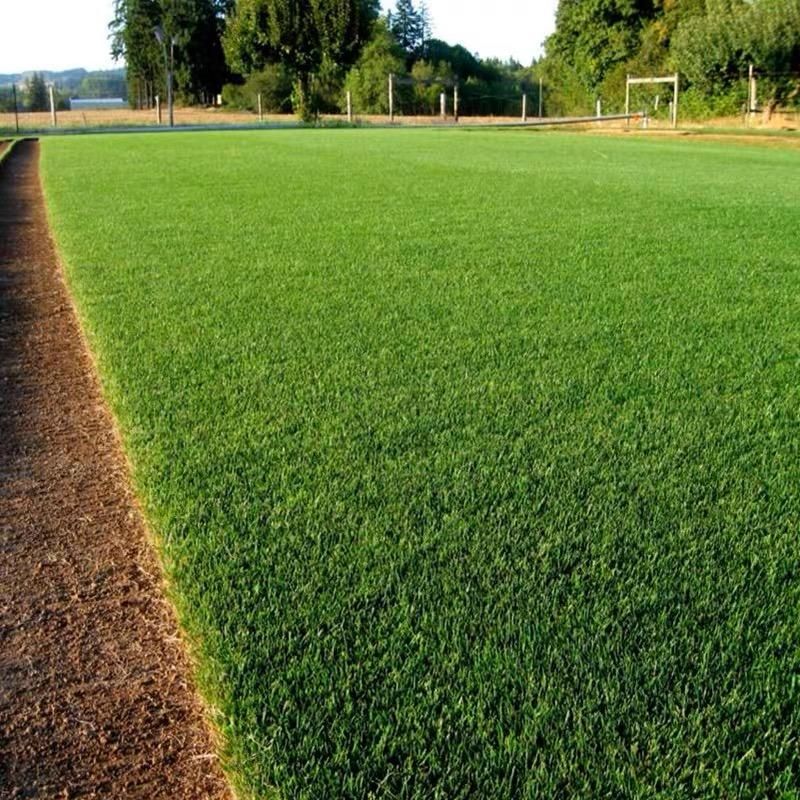 🌱 Four Seasons Evergreen Dwarf Grass Seed | Creating the ideal lawn starts at this moment!