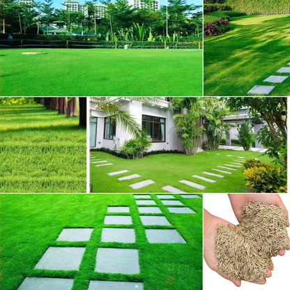 🌱 Four Seasons Evergreen Dwarf Grass Seed | Creating the ideal lawn starts at this moment!
