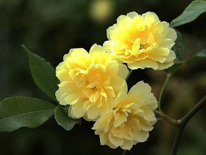 Yellow Banks Rose Seeds