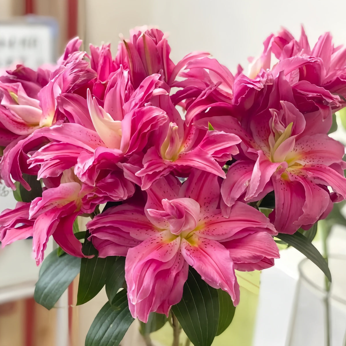 🌸 Double Petal Lily – Where Elegance Meets Fragrance