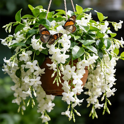 🌼Double Jasmine 🌸 Easy to Grow & Wonderfully Fragrant