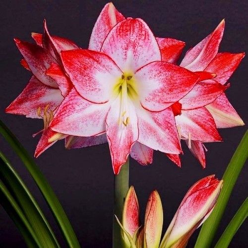 Amaryllis (Hippeastrum) Spotlight