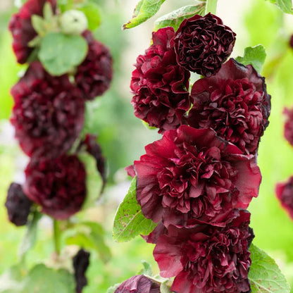 🌈 Premium Double Hollyhock🌸Plant Once, Bloom for Years