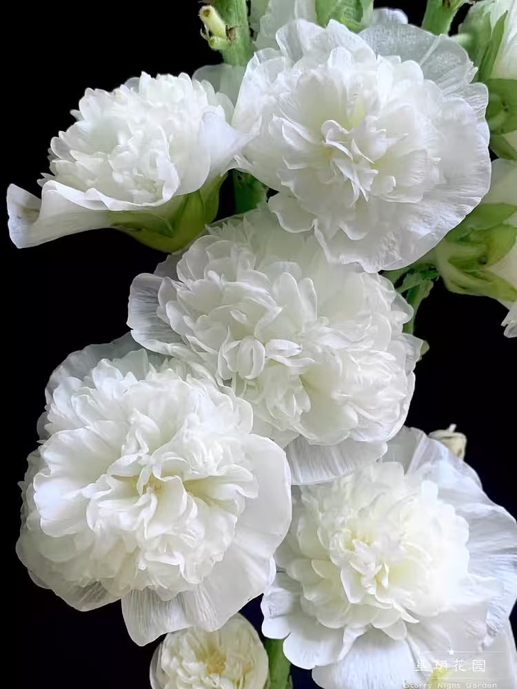 🌈 Premium Double Hollyhock🌸Plant Once, Bloom for Years
