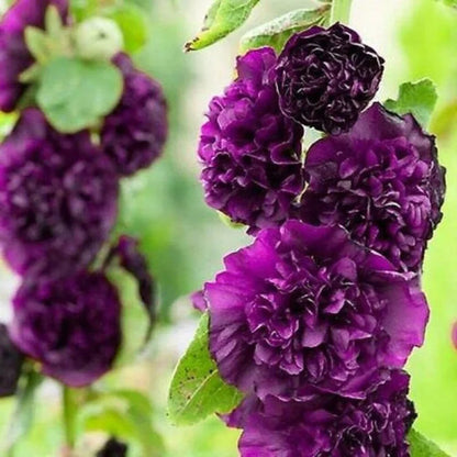 🌈 Premium Double Hollyhock🌸Plant Once, Bloom for Years