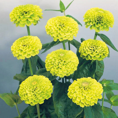 🔥Zinnia Seeds 🌼Grow a Burst of Color in Your Garden (Fast, Easy & Beginner-Friendly)