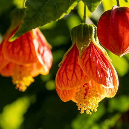🏮Lantern Flower (Abutilon 🤩⁣) Fruit Seeds for Planting – Heirloom, Non-GMO, Easy to Grow, Annual