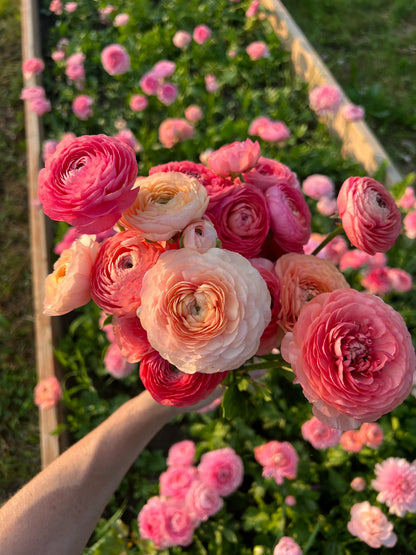 🌸Ranunculus Seeds – 💜Grow Elegant, Rose-Like Blooms in Your Own Garden