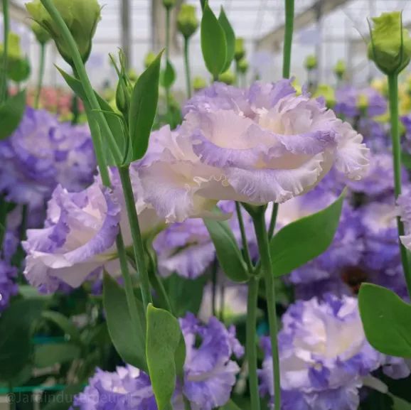 ✨Top Grade & Productive,Lisianthus Seeds - Blooming Elegance 🌷