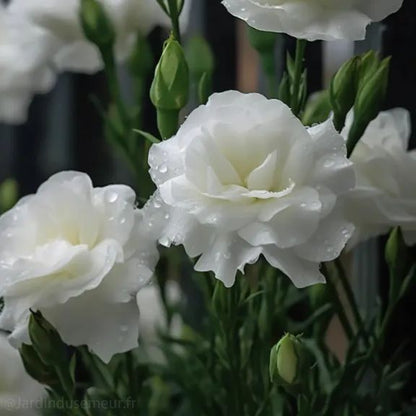 ✨Top Grade & Productive,Lisianthus Seeds - Blooming Elegance 🌷