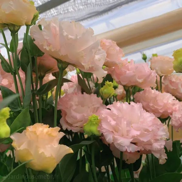 ✨Top Grade & Productive,Lisianthus Seeds - Blooming Elegance 🌷