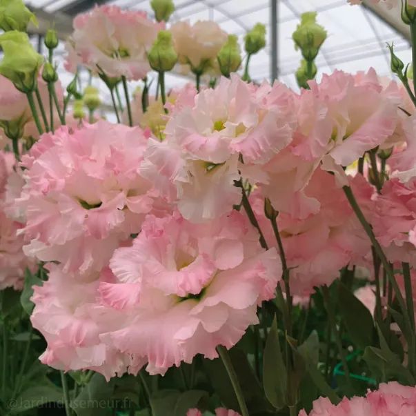 ✨Top Grade & Productive,Lisianthus Seeds - Blooming Elegance 🌷