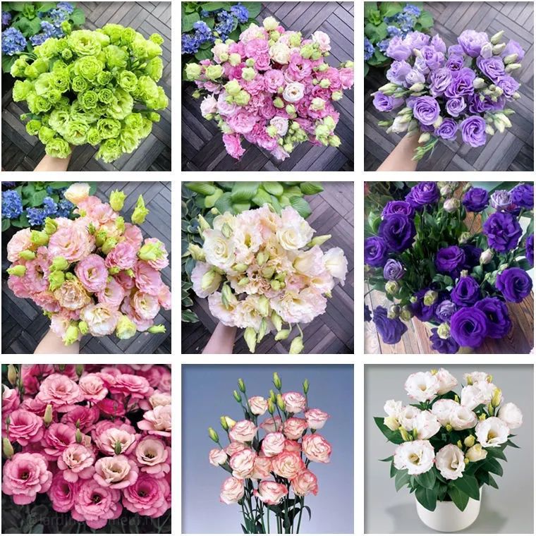 ✨Top Grade & Productive,Lisianthus Seeds - Blooming Elegance 🌷