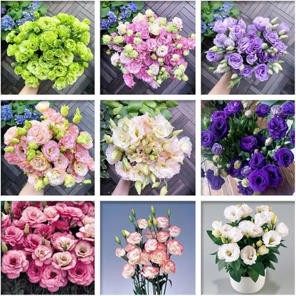 ✨Top Grade & Productive,Lisianthus Seeds - Blooming Elegance 🌷