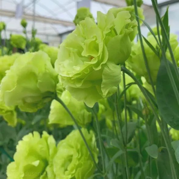 ✨Top Grade & Productive,Lisianthus Seeds - Blooming Elegance 🌷