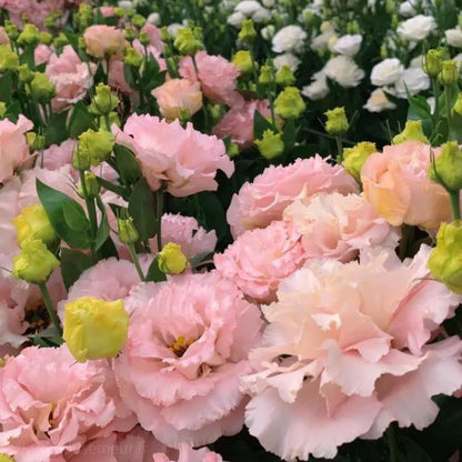 ✨Top Grade & Productive,Lisianthus Seeds - Blooming Elegance 🌷