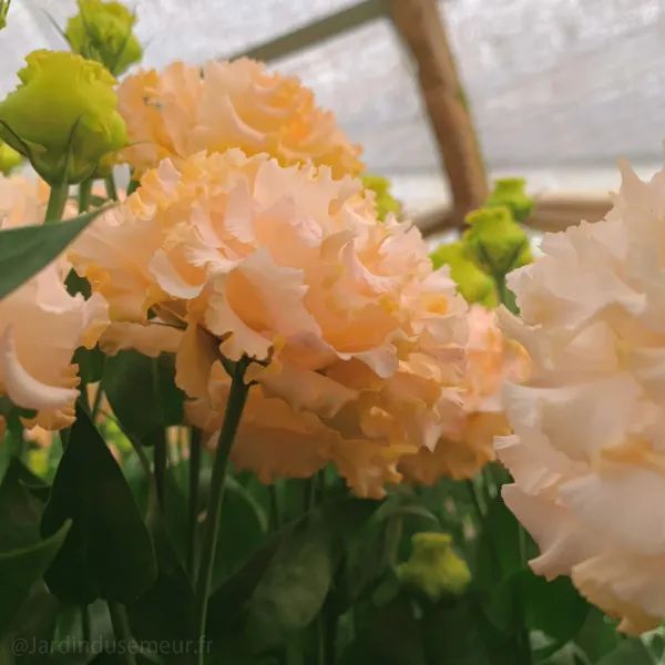 ✨Top Grade & Productive,Lisianthus Seeds - Blooming Elegance 🌷