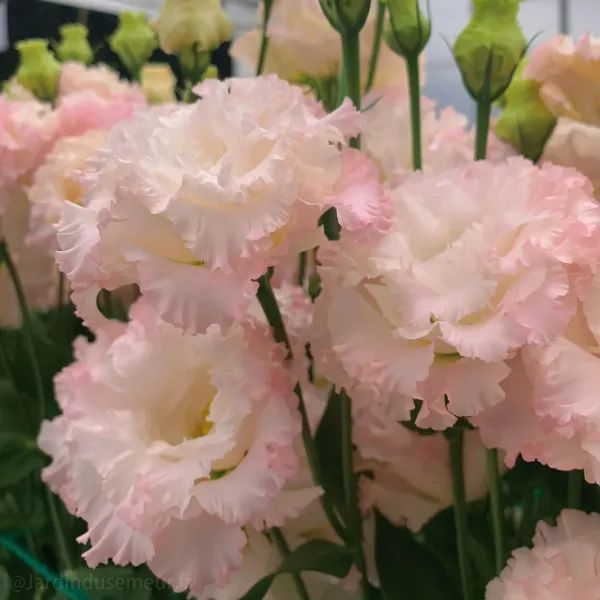 ✨Top Grade & Productive,Lisianthus Seeds - Blooming Elegance 🌷