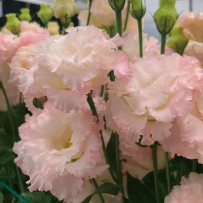 ✨Top Grade & Productive,Lisianthus Seeds - Blooming Elegance 🌷