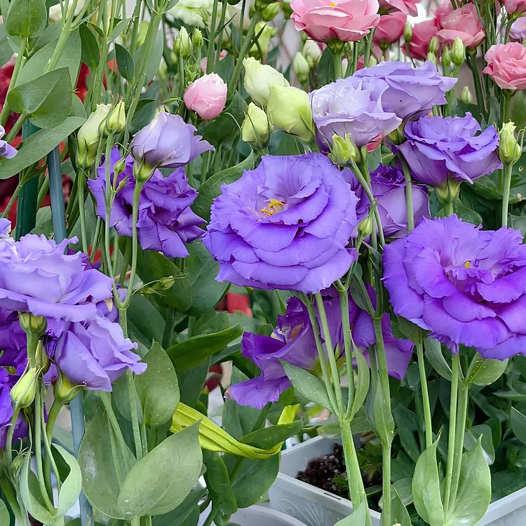 ✨Top Grade & Productive,Lisianthus Seeds - Blooming Elegance 🌷
