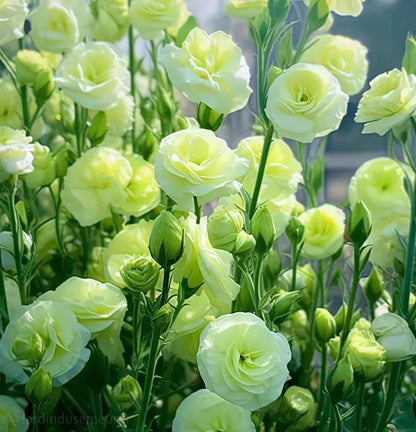 ✨Top Grade & Productive,Lisianthus Seeds - Blooming Elegance 🌷