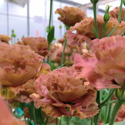 ✨Top Grade & Productive,Lisianthus Seeds - Blooming Elegance 🌷