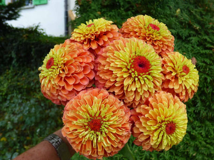 🔥Zinnia Seeds 🌼Grow a Burst of Color in Your Garden (Fast, Easy & Beginner-Friendly)