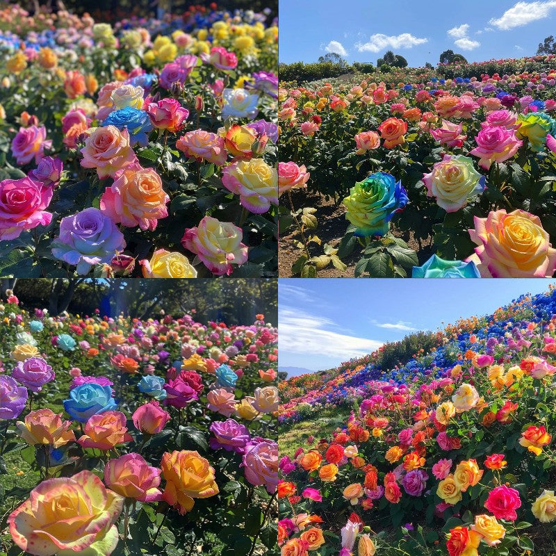 💐Mixed Color Rose Combination Seeds