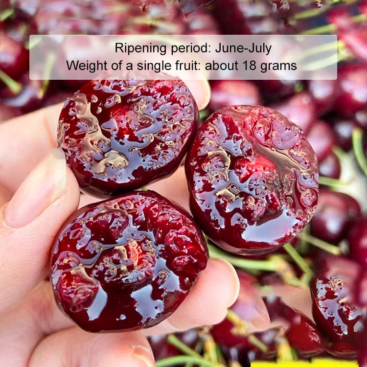 ✨Top Grade & Productive – Chilean Cherry Seeds Direct from Origin🌱98% survival rate. Suitable for beginners.🍒