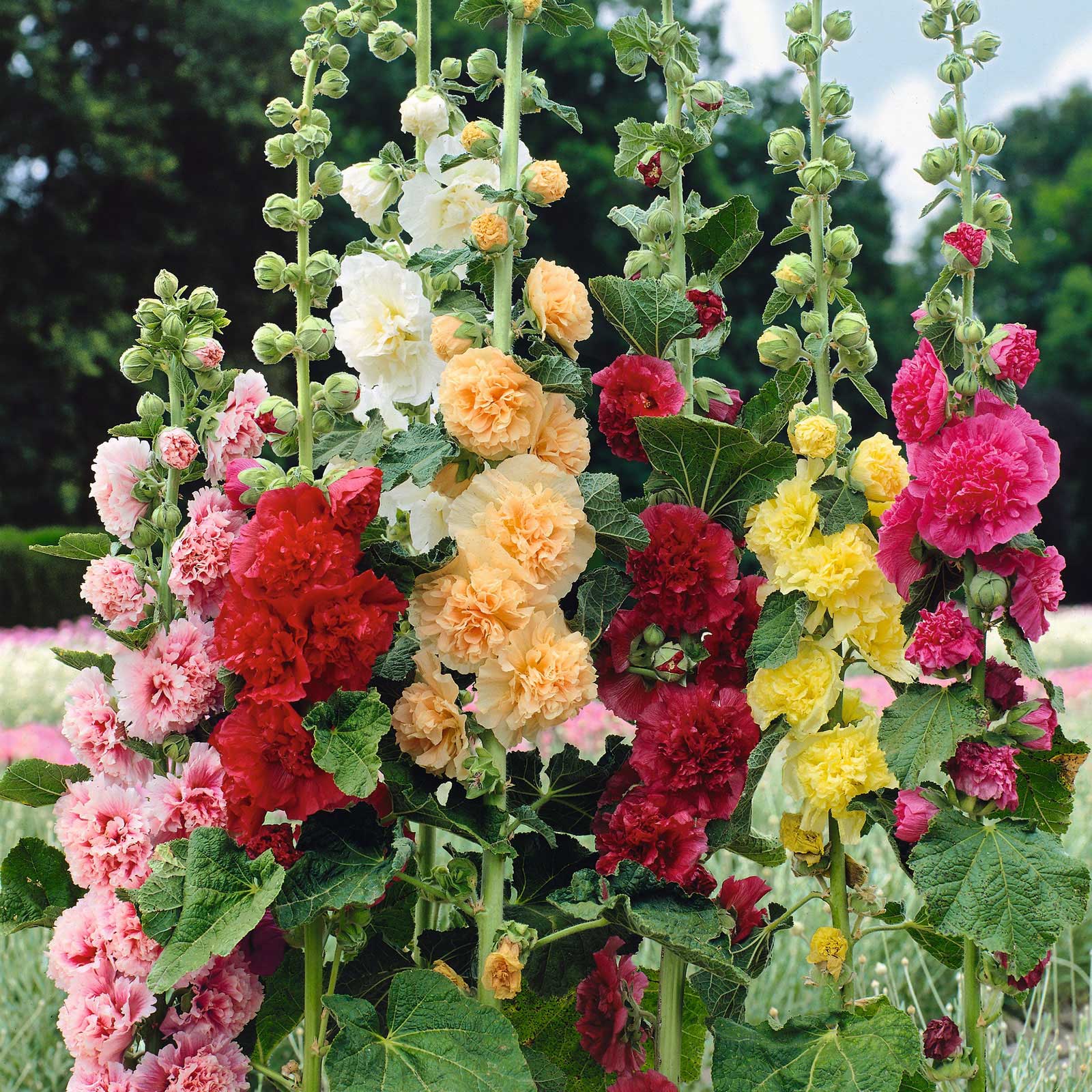 🌈 Premium Double Hollyhock🌸Plant Once, Bloom for Years