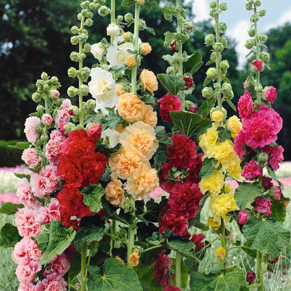 🌈 Premium Double Hollyhock🌸Plant Once, Bloom for Years