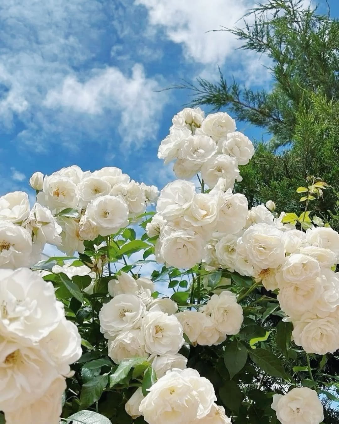🌹Climbing Rose Seeds🌺 Easy Grow, First-Year Blooming Beauty