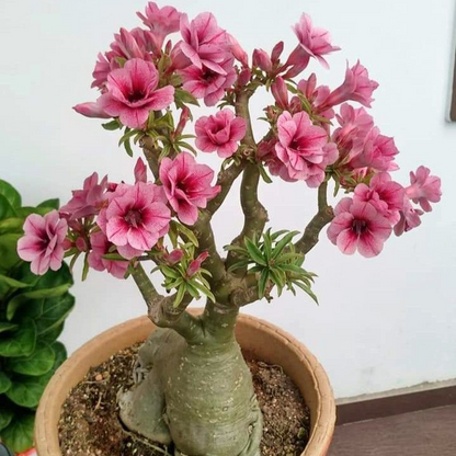 🔥Desert Rose Sale – Save Big Today!🎁 😍Vibrant Blooms All Season Long 🌵