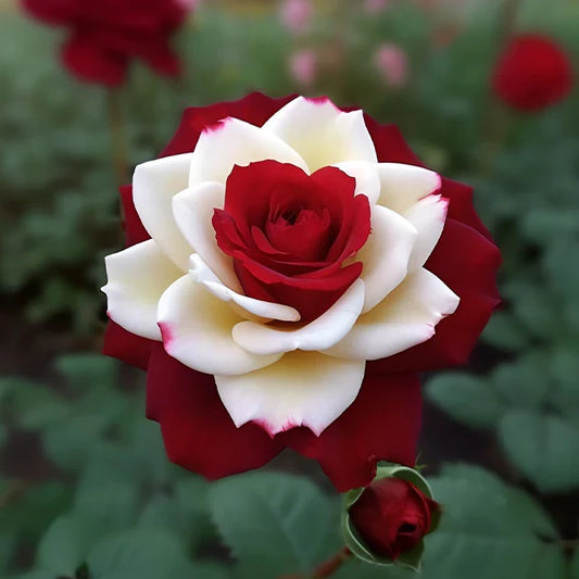 50% off🔥 Rare Red & White Twin Rose 🌹Two Colors, One Stunning Bloom!🔥
